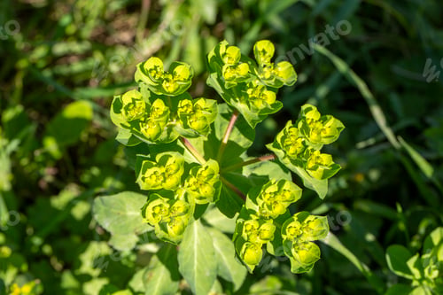 Preview: Botanical detail: Exploring the structure of Euphorbia helioscopia.
