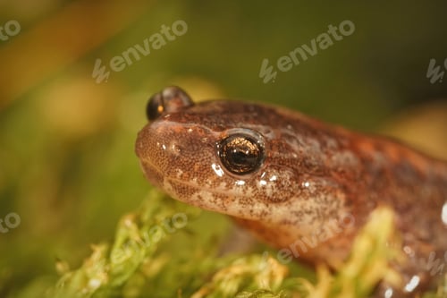 Preview: Closeup on an adult Eastern red-backed salamander, Plethodon cinereus