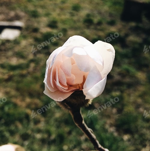 Preview: spring flowers