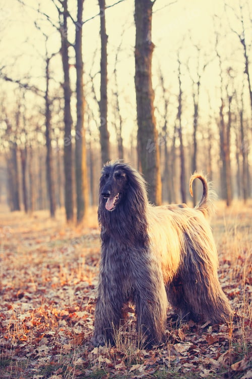 Preview: photo of the dog