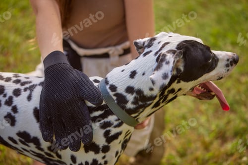 Preview: girl combing the hair of a dog Dalmatian in the park, caring for a dog