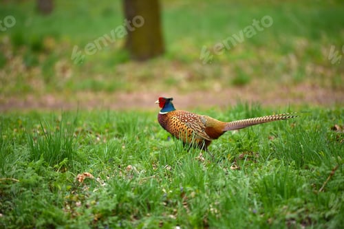 Preview: Ringneck Pheasant (Phasianus colchicus)