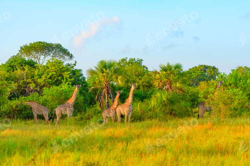 Preview: Giraffes in Safari park in Tanzania