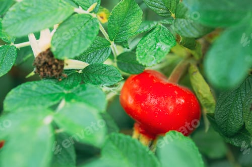 Preview: Red Rose Hip Or Rosehip, Also Called Rose Haw And Rose Hep, Is Accessory Fruit Of Rose Plant