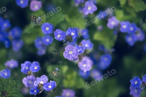 Preview: Many blue forget-me-nots, natural floral background, selective focus
