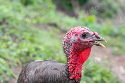 Preview: large bird posing and looking at the camera. large bird with a red head and neck. food concept