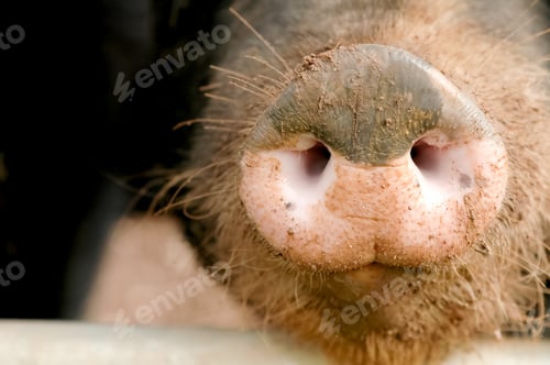 Preview: pig snout