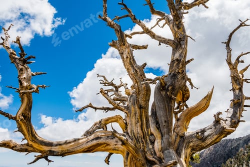Preview: Dead Bristlecone pine
