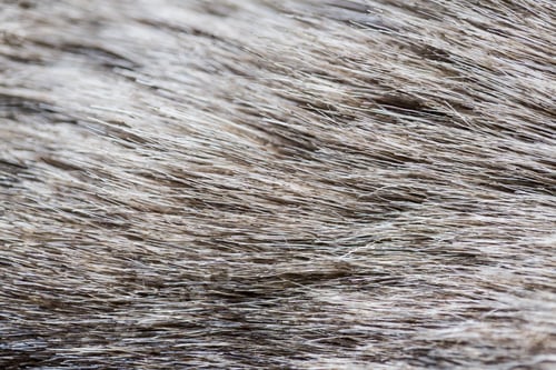 Preview: close up of fur background