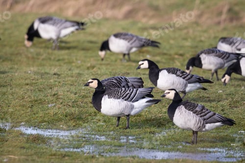 Preview: Closeup of a Canada Gray Goose with black head,(branta canadensis)