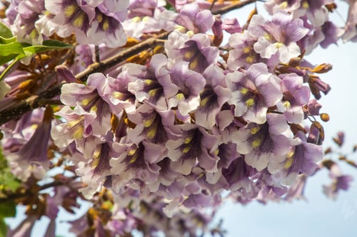 Preview: Flowers of the bluebell tree Paulownia tomentosa.