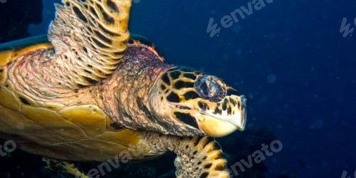 Preview: Hawksbill Sea Turtle, South Ari Atoll, Maldives
