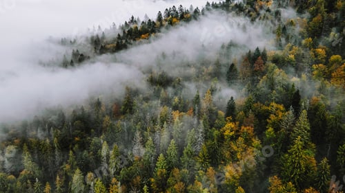 Preview: Autumn leaves background. Autumn forest on the background. Carpathian mountains aerial view