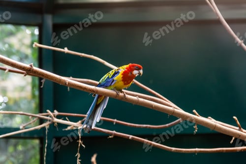 Preview: Parrots macaws sitting on a close-up branch