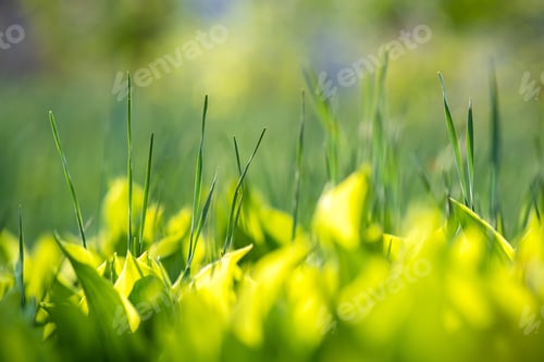 Preview: Closeup of green grass stems on summer lawn