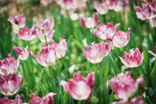 Preview: Scenic view of tulip flowers growing in a garden in spring