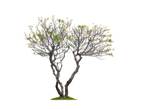 Preview: Frangipani tree shedding leaves in winter season on isolated white background with clipping path