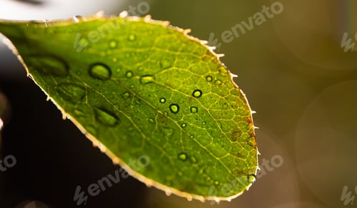 Preview: wet green leaf close up