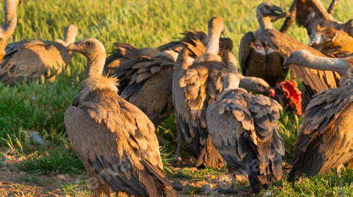 Preview: Eurasian Griffon Vulture