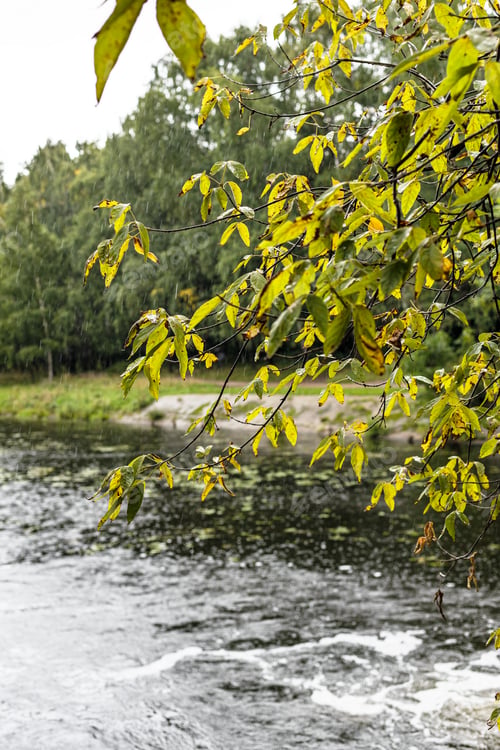 Preview: twig with yellowing autumn leaves over city pond