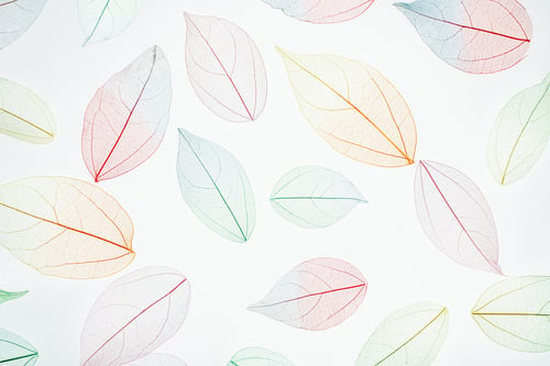 Preview: Multicolor, transparent leaves of the skeleton with a beautiful texture on the white. Pastel colors