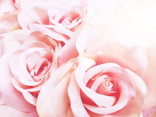 Preview: Romantic pink roses