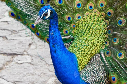 Preview: Brilliant Blue and Green Peacock Feathers Display