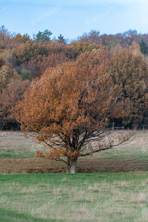 Preview: Photo of a big and tall tree with orange leaves