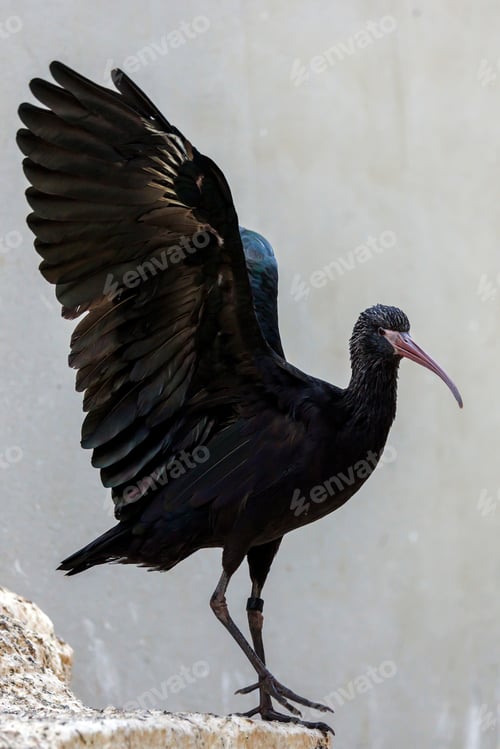 Preview: The Puna ibis (Plegadis ridgwayi) bird