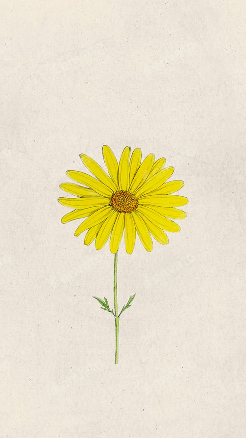 Preview: Yellow Daisy flower phone background