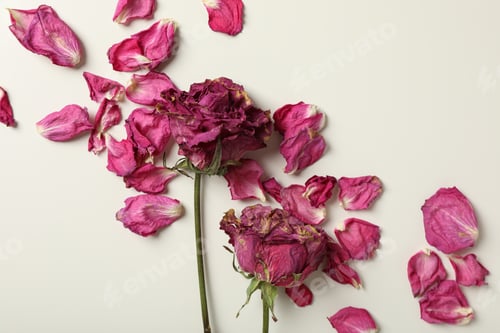 Preview: Dried roses and pink petals on white background, top view