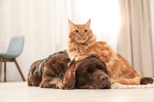 Preview: Cat and dog together on floor indoors. Fluffy friends