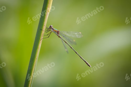 Preview: Beautiful detail of Lestes sponsa dragonfly