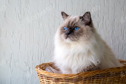 Preview: Cute pet ragdoll cat. Pet animal.