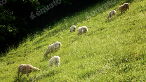 Preview: Sheeps in meadow on green grass, little lambs grazing on beautiful green meadow
