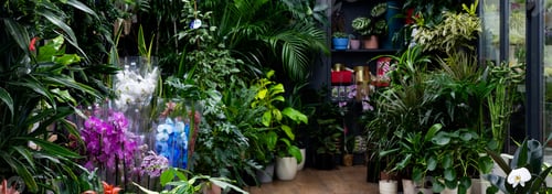 Preview: florist shop window with potted natural plants and fresh flowers