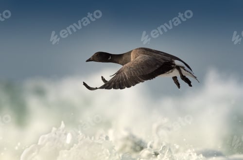 Preview: Brant goose in flight