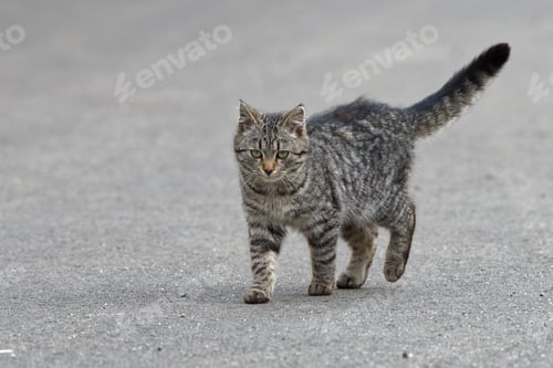 Preview: Portrait of shaggy cat on a asphalt road