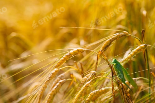 Preview: Green locusts devouring a large barley. Insect pest. pest concept in agriculture.