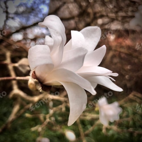 Preview: White magnolia flower in spring season