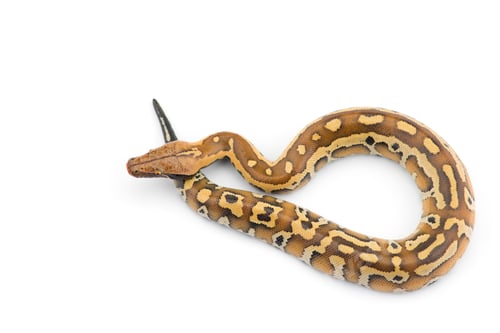 Preview: Sumatran Short Tail Python isolated on white background