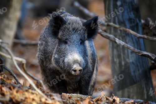 Preview: Wild boar in autumn forest. Wildlife scene from nature