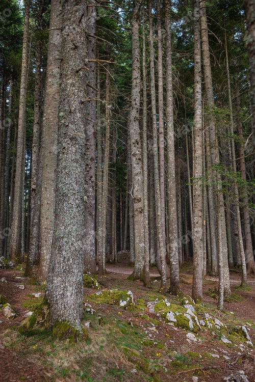 Preview: Very beautiful and dense forest in Durmitor National Park, Montenegro.