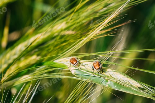 Preview: Insects Pest Of Agricultural Crops Grain Beetles On Wheat Ear On Background Of Wheat Field. Bread