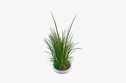 Preview: Potted ornamental grass with elongated leaves