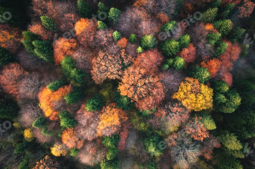 Preview: Aerial view of beautiful colorful autumn forest. Top view