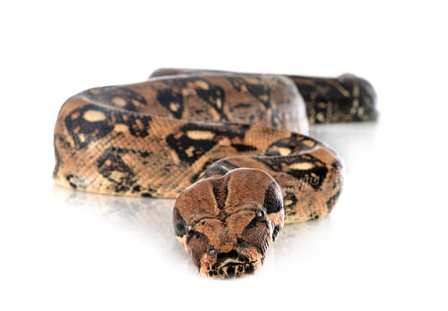 Preview: Boa imperator in studio