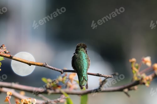 Vista previa: Hummingbird
