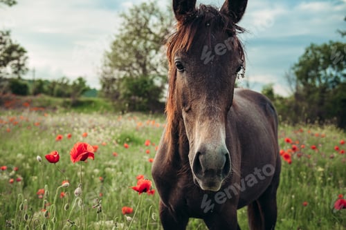 Preview: Beautiful red horse with long black mane in spring field