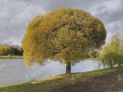 Preview: Autumn nature. Autumn season